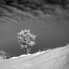 Der Baum im Schnee