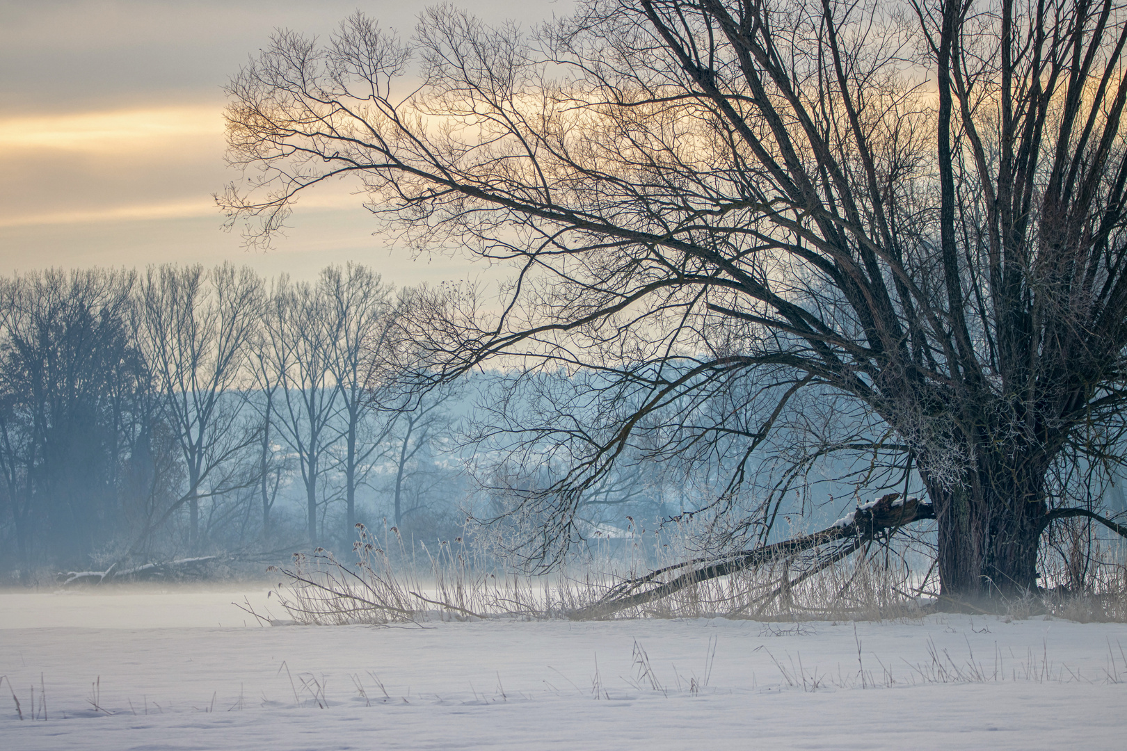 Der Baum im Schnee