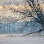 Der Baum im Schnee