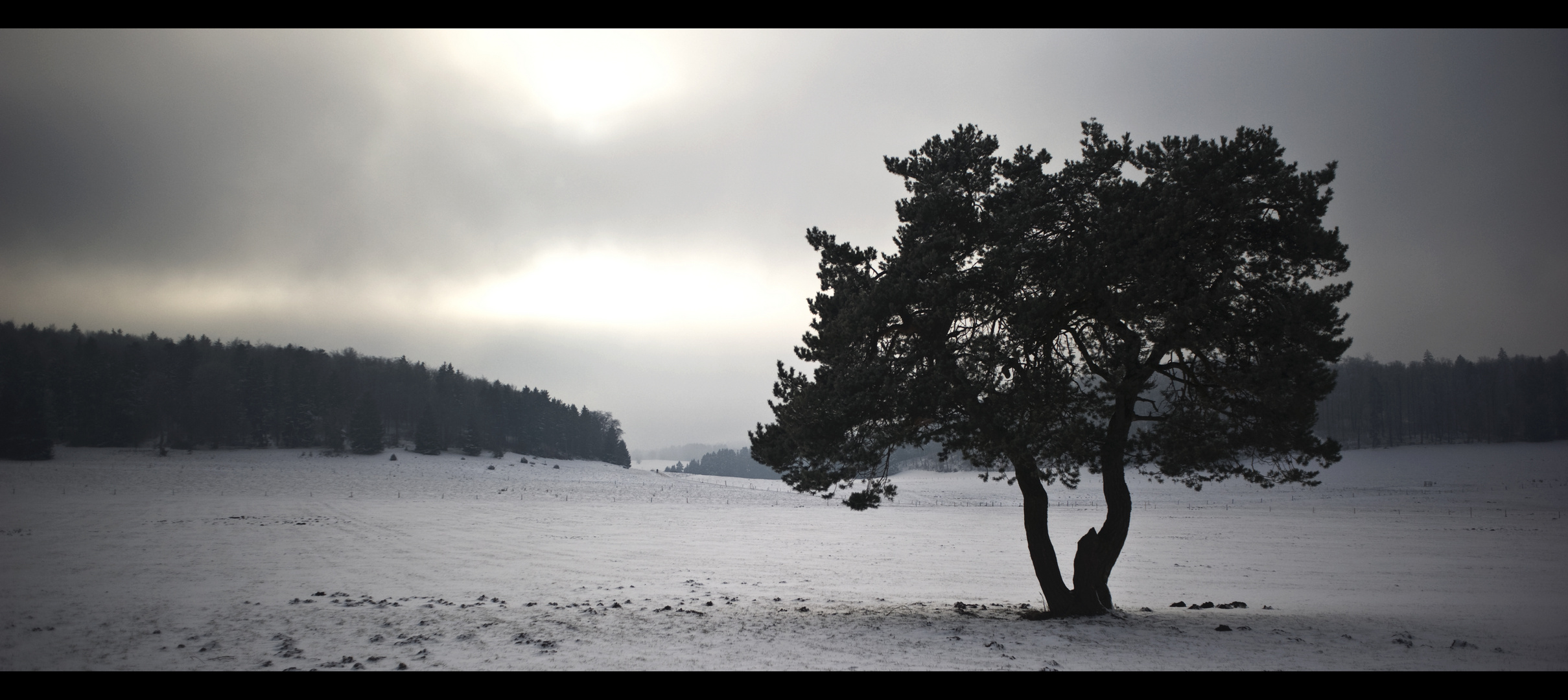 Der Baum im Schnee