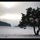 Der Baum im Schnee
