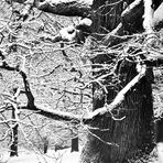 Der Baum im Schneegewand