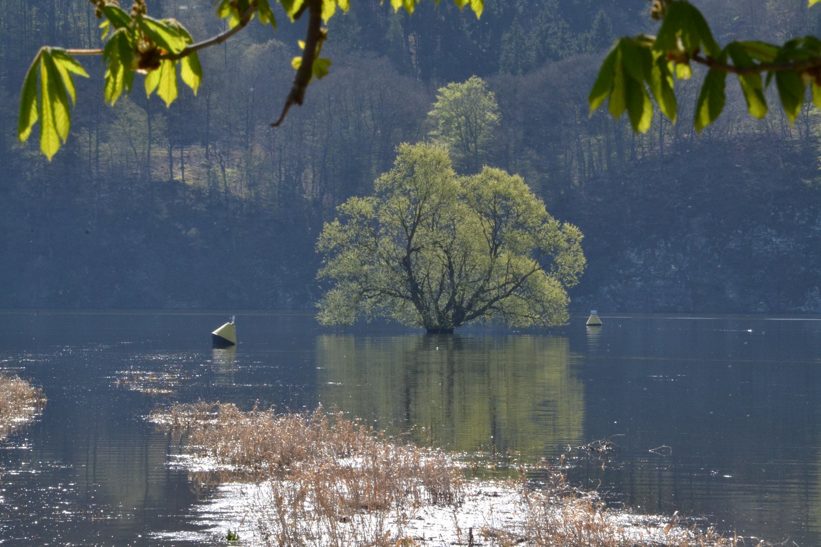 Der Baum im See Foto Bild landschaft bach fluss Der Baum im See Foto Bild landschaft bach fluss