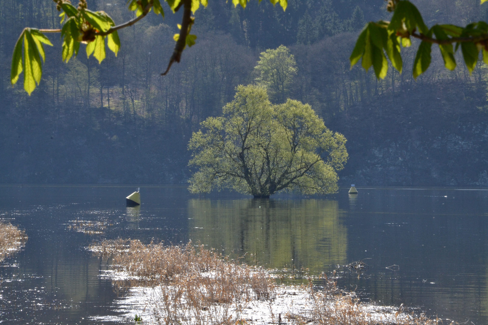 Der Baum im See