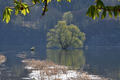 Der Baum im See