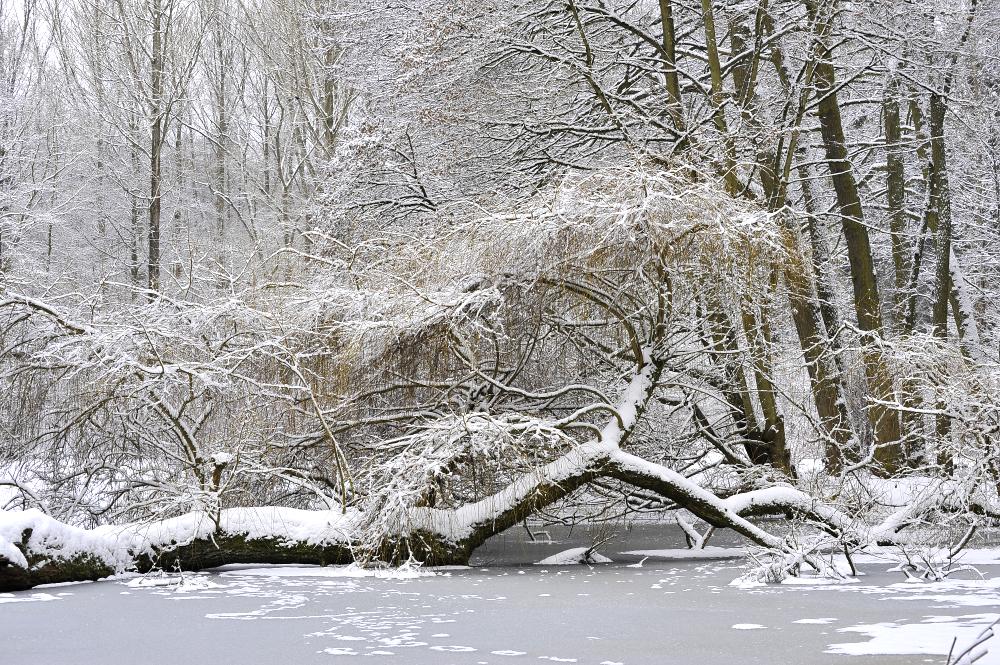 der Baum im See