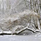 der Baum im See