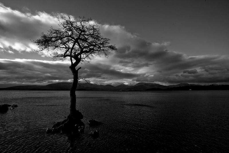 Der Baum im See