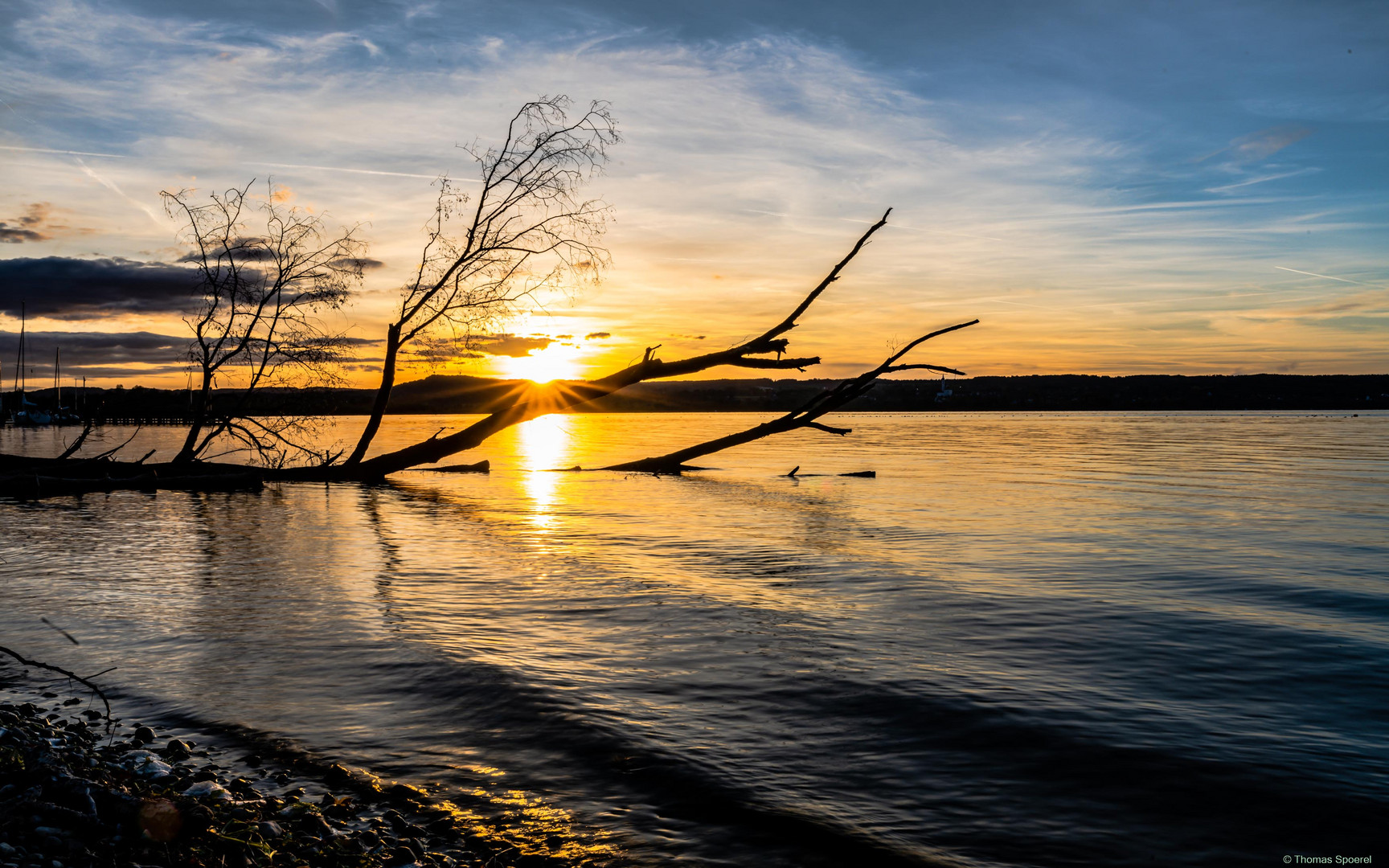 der Baum im See