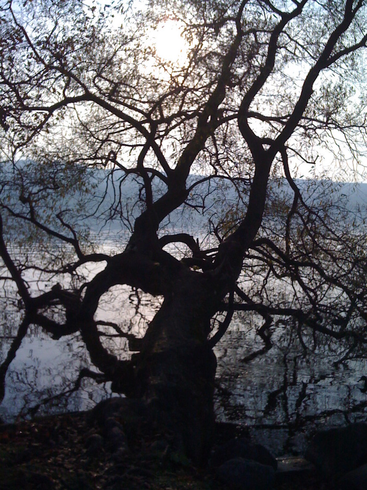 Der Baum im See...