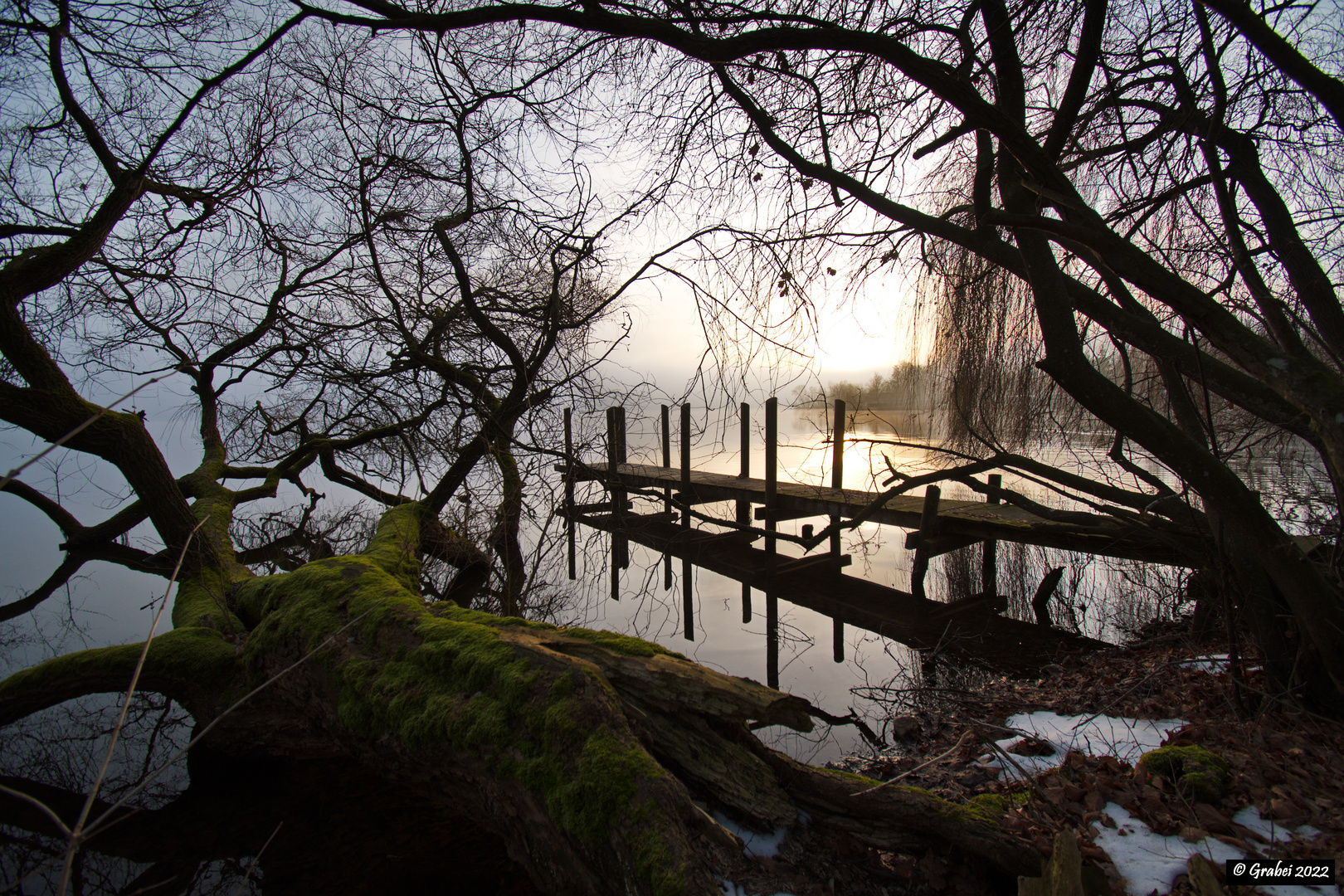 Der Baum im See 