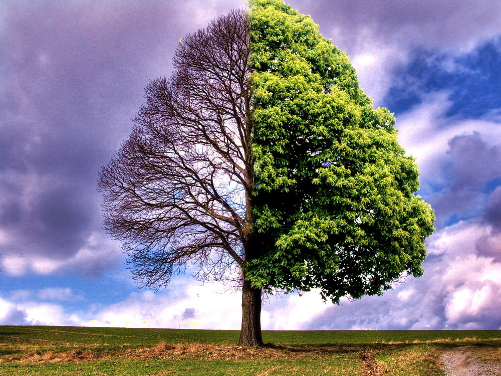App Lernen Baum