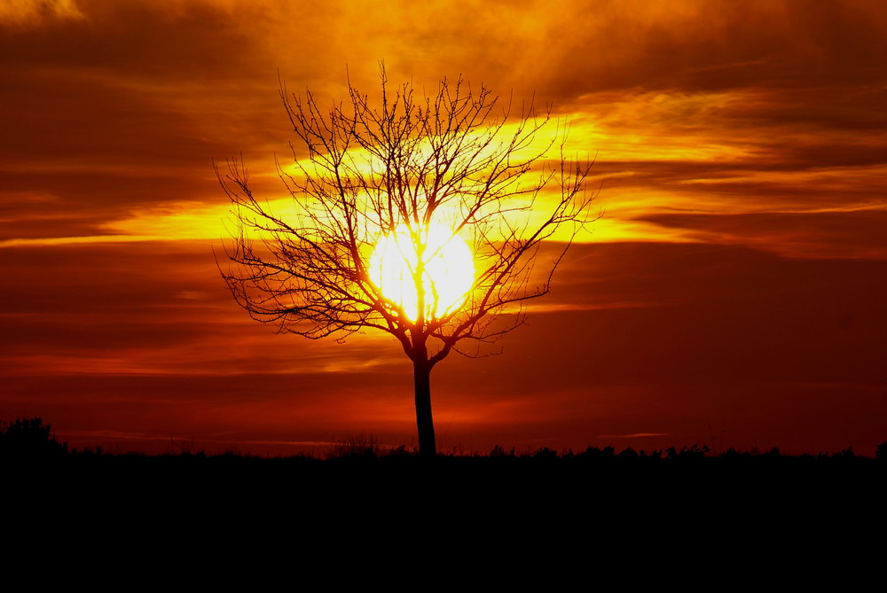 Der Baum im Sonnenlicht