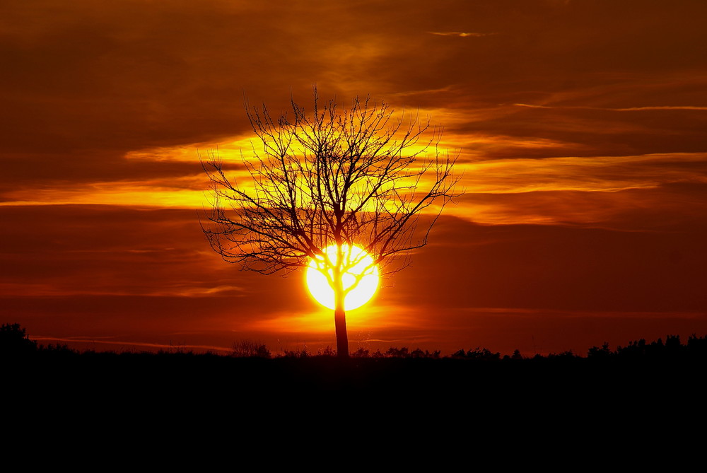 Der Baum im Sonnenlicht nur tiefer