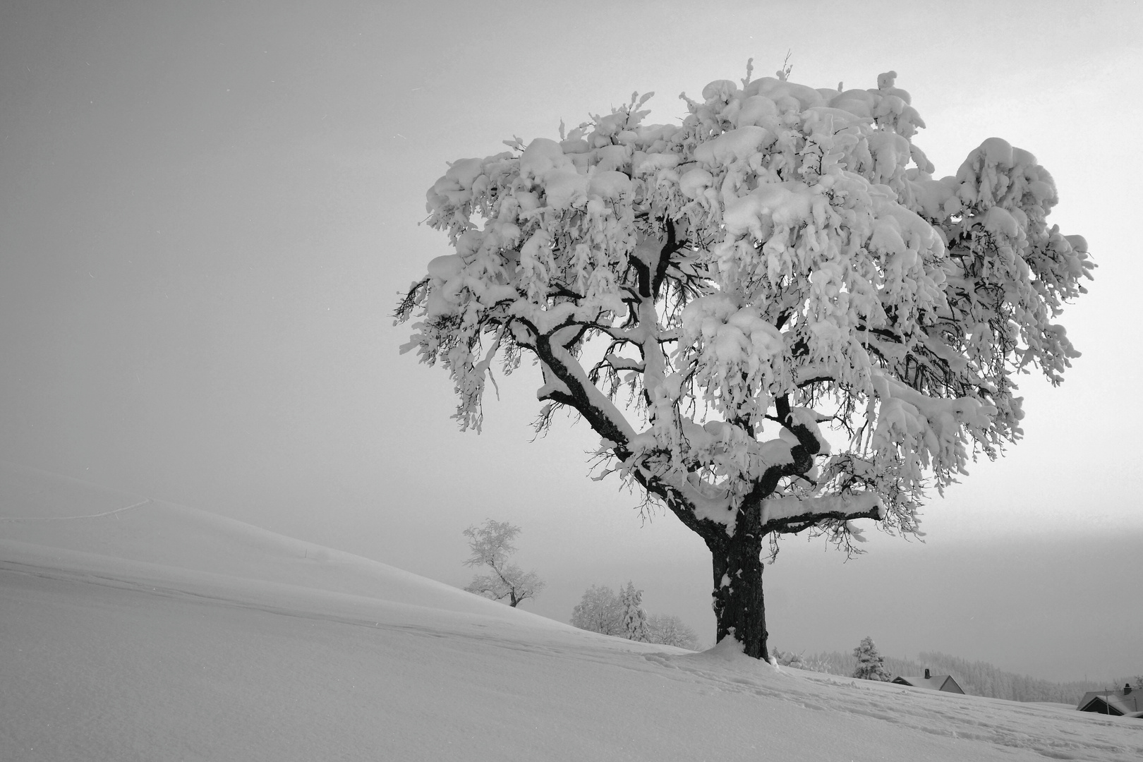 Der Baum im Sonntagskleid