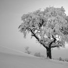 Der Baum im Sonntagskleid