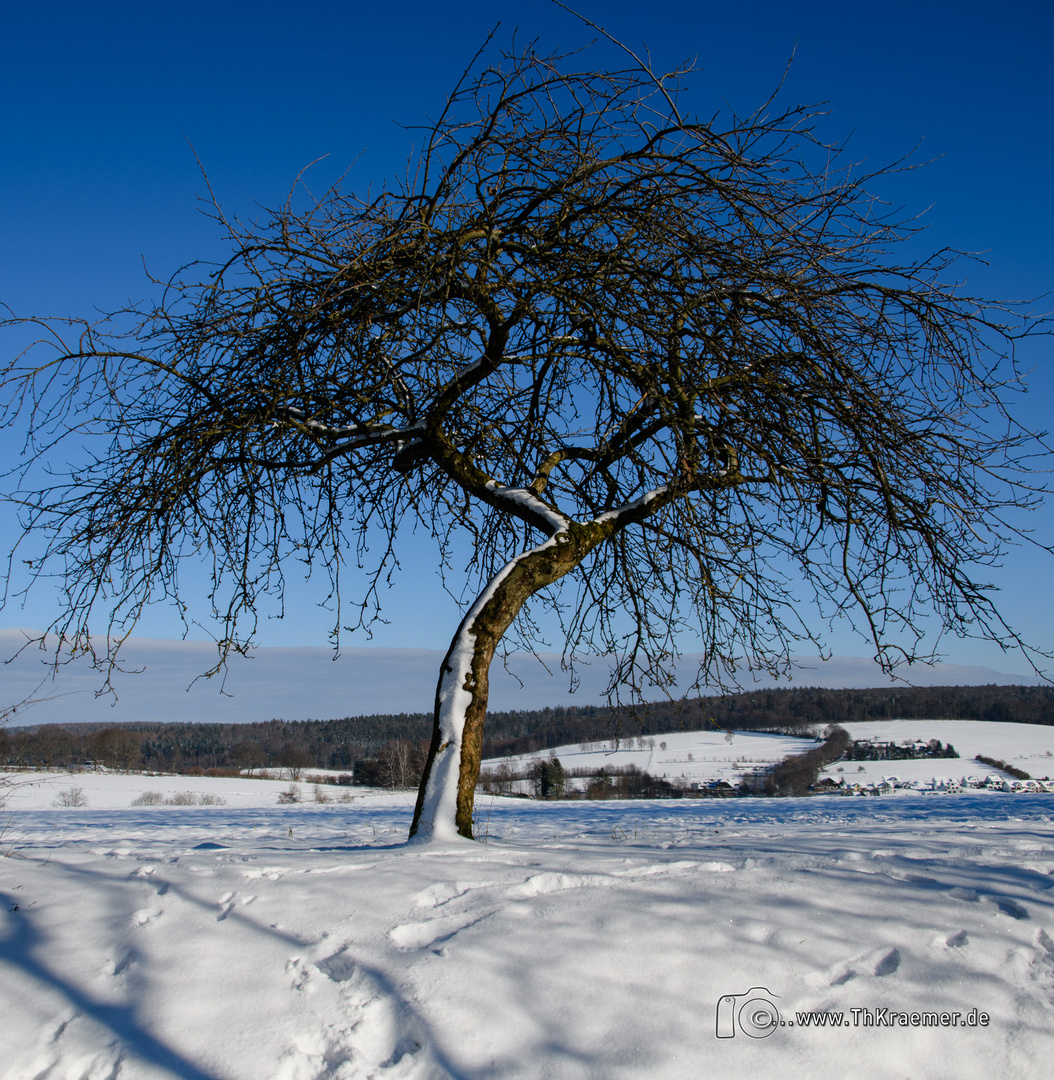 Der Baum im Spessart - D85_2720-2