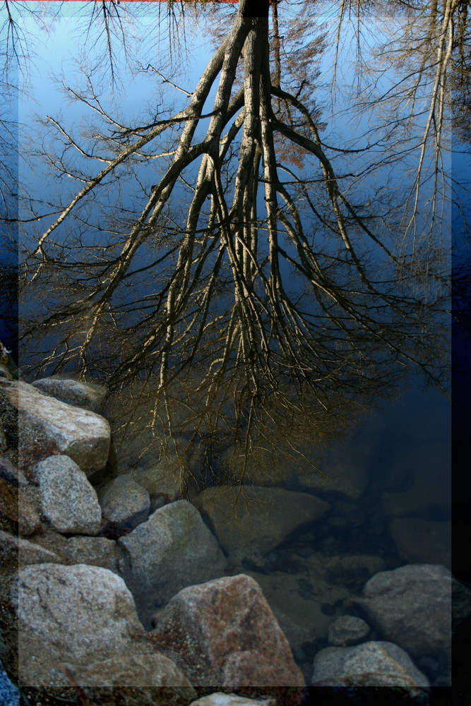 Der Baum im Teich