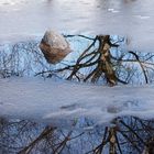 der baum im teich