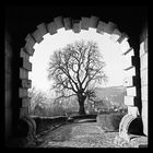 Der Baum im Tor