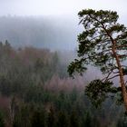 Der Baum im Wald