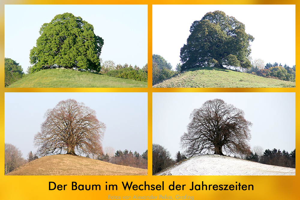 Der Baum im Wandel der Jahreszeiten