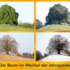 Der Baum im Wandel der Jahreszeiten