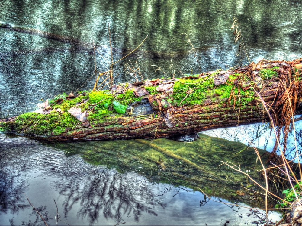 Der Baum im Wasser von Sebastian Pappe 