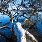 Der Baum im Wasser 