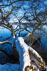 Der Baum im Wasser 