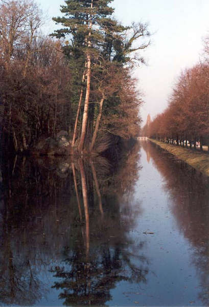 Der Baum im Wasser - Schlosspark Laxenburg