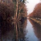 Der Baum im Wasser - Schlosspark Laxenburg