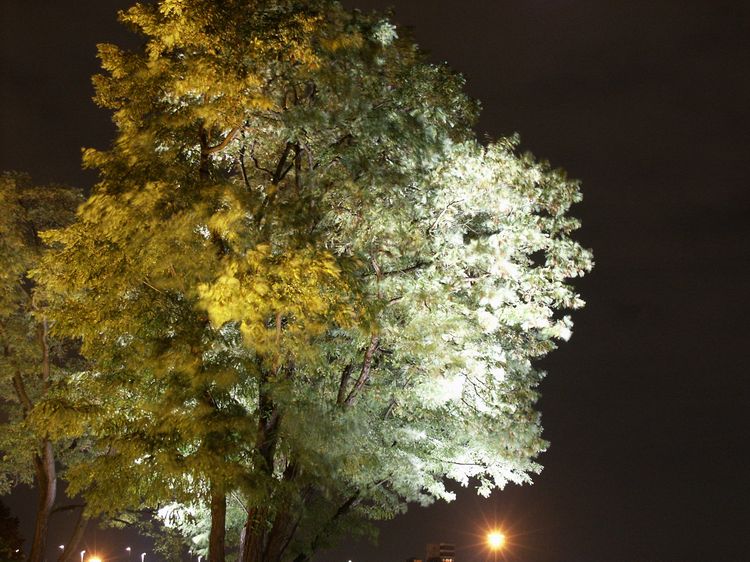 der Baum im Wind...(oder umgekehrt)