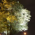 der Baum im Wind...(oder umgekehrt)