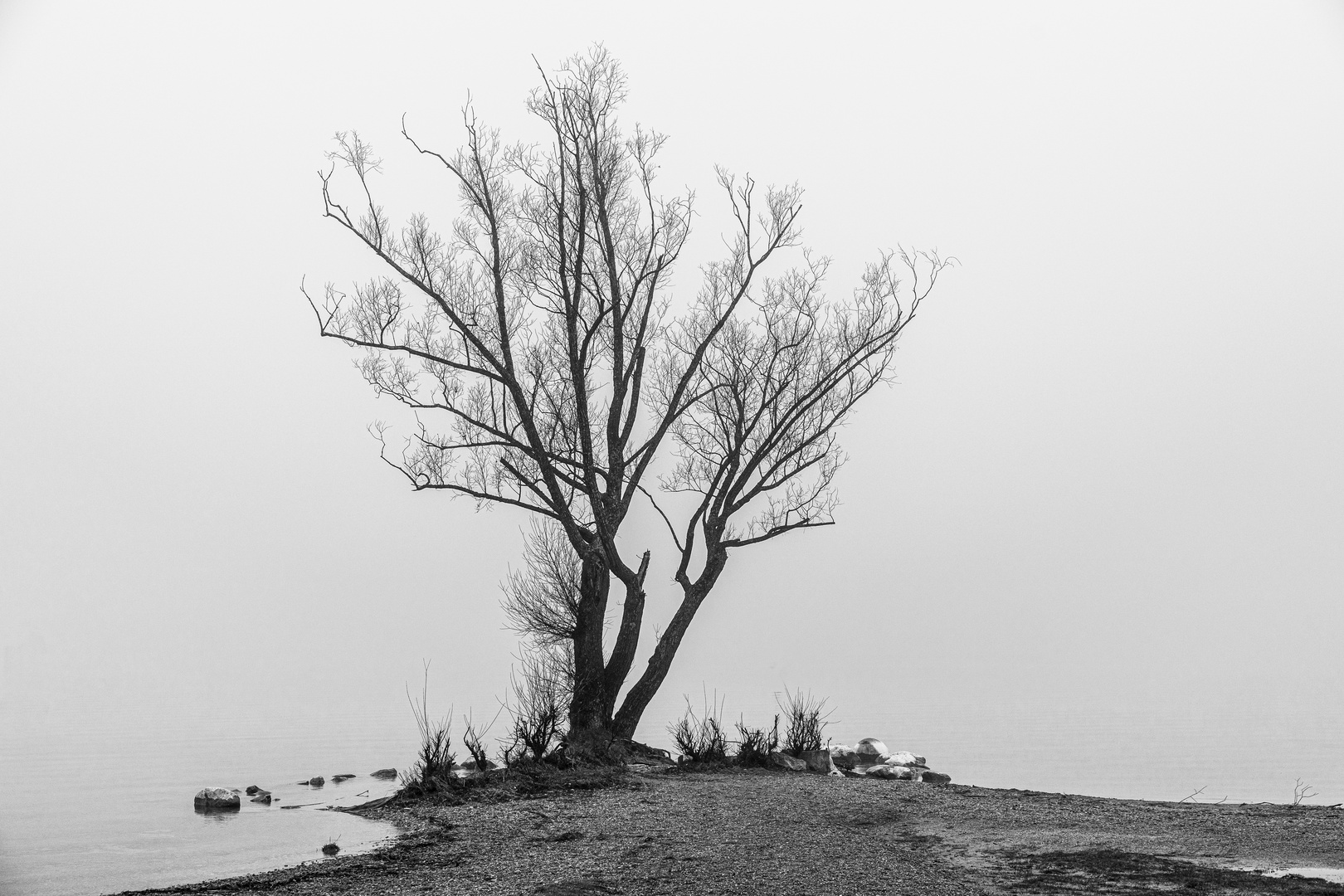 Der Baum (im Winter) | 1