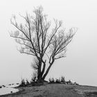 Der Baum (im Winter) | 1