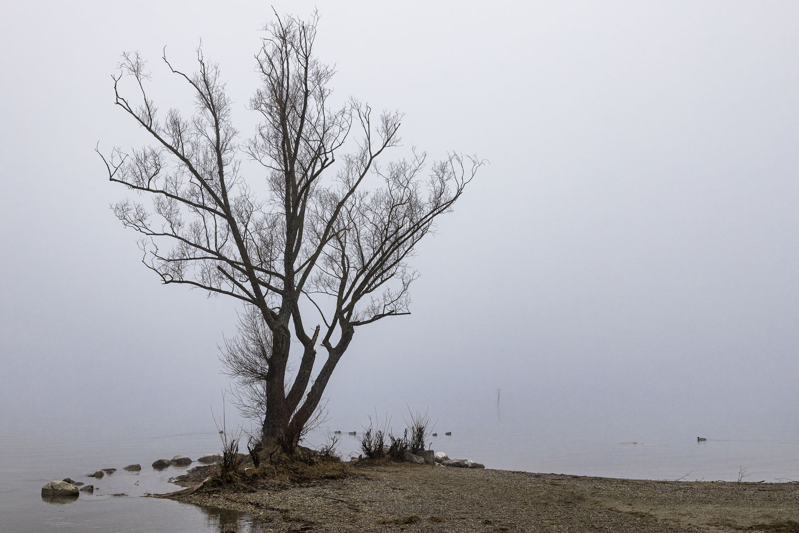 Der Baum (im Winter) | 3