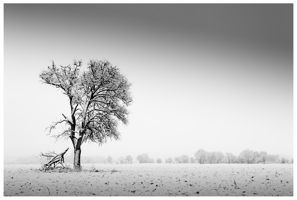 Der Baum im Winter