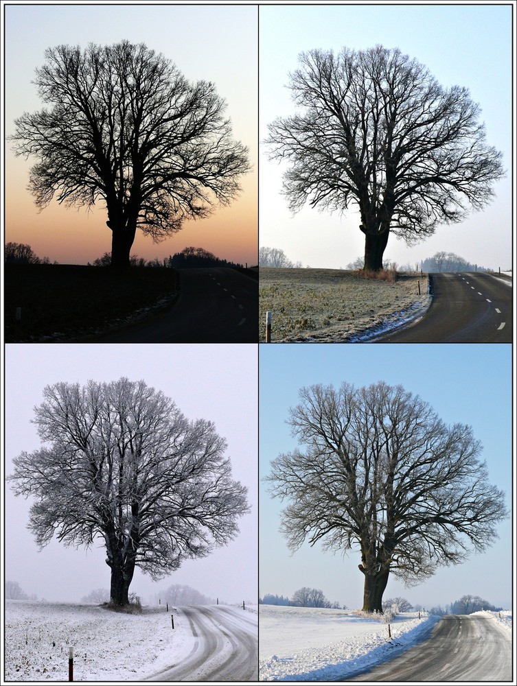 Der Baum im Winter