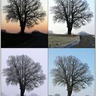 Der Baum im Winter