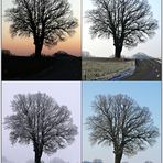 Der Baum im Winter