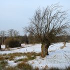 Der Baum im Winter