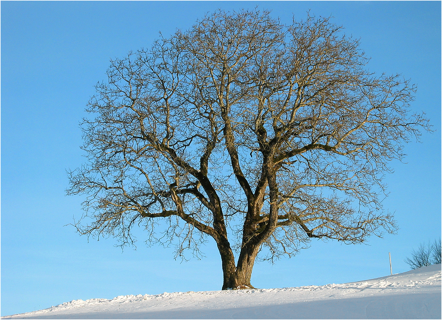 Der Baum Im Winter Foto Bild World Winter Baum Bilder Auf Fotocommunity