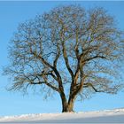 Der Baum im Winter