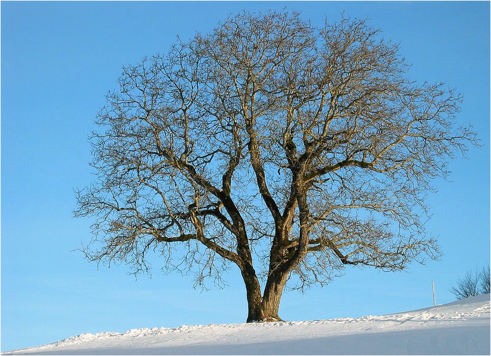 Der Baum im Winter