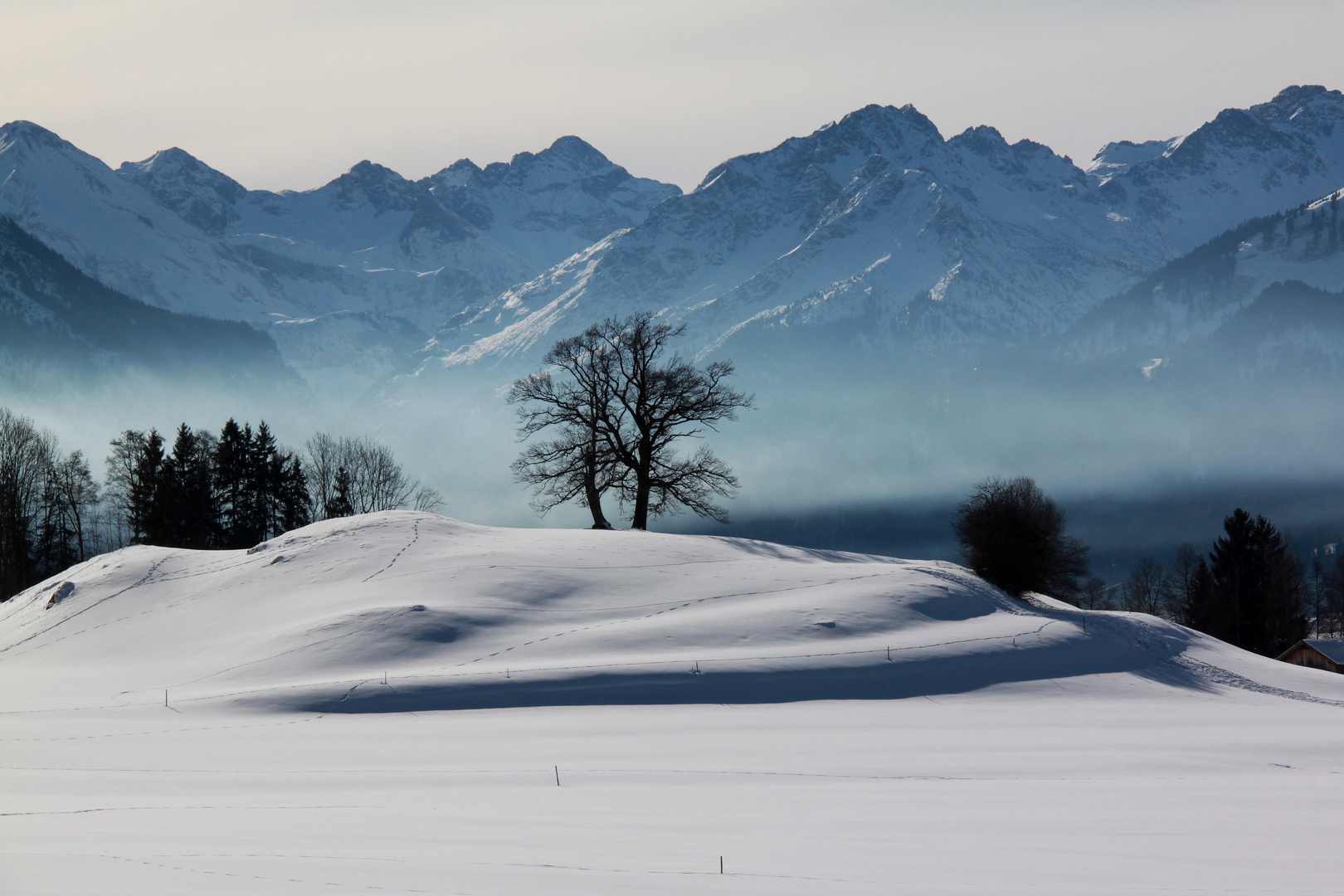 Der Baum im Winter