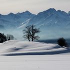 Der Baum im Winter