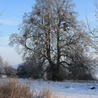 Der Baum im Winter