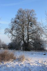 Der Baum im Winter