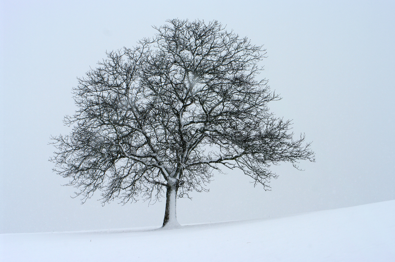 DER Baum im Winter